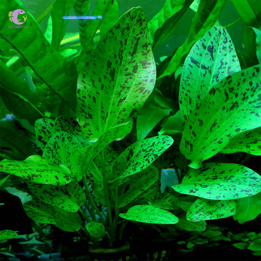Cây Trầu Chấm Xanh-1