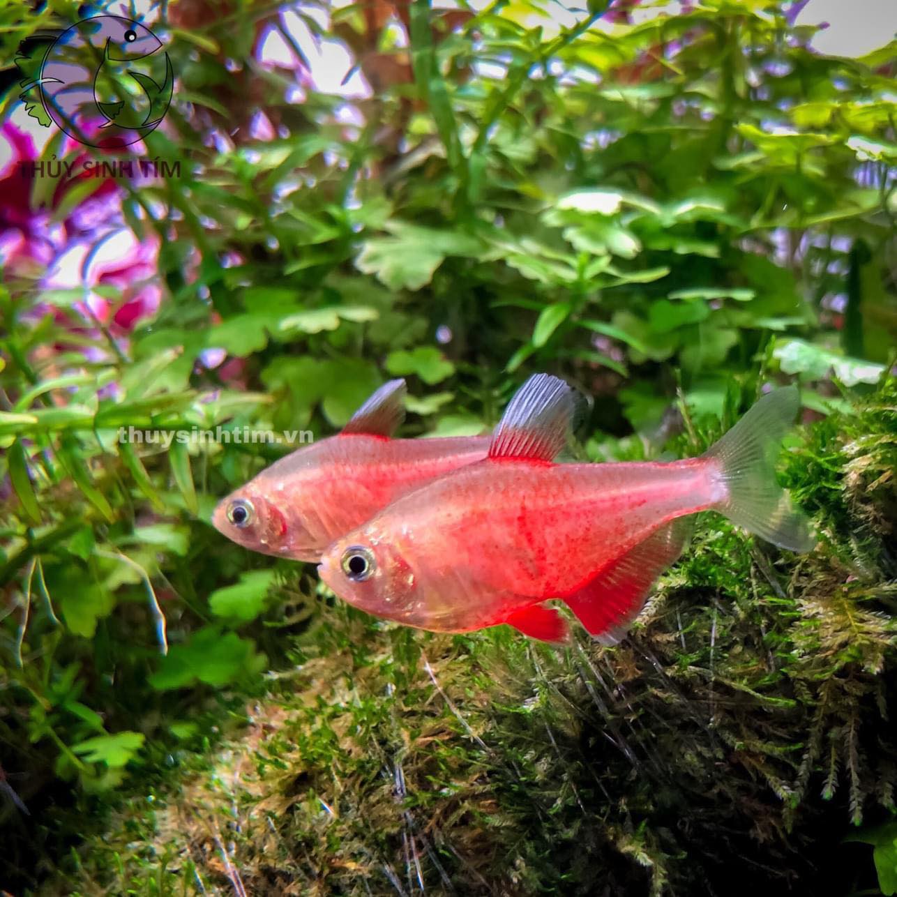 Cá Trio Tetra - 1