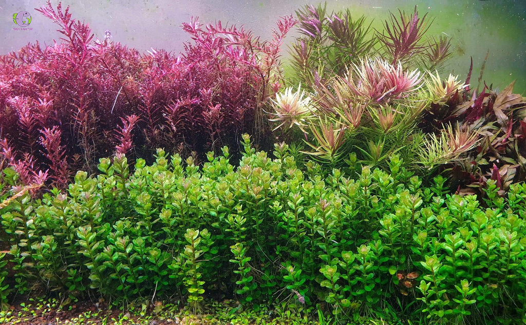 Cây Vảy Ốc Ấn Độ-2