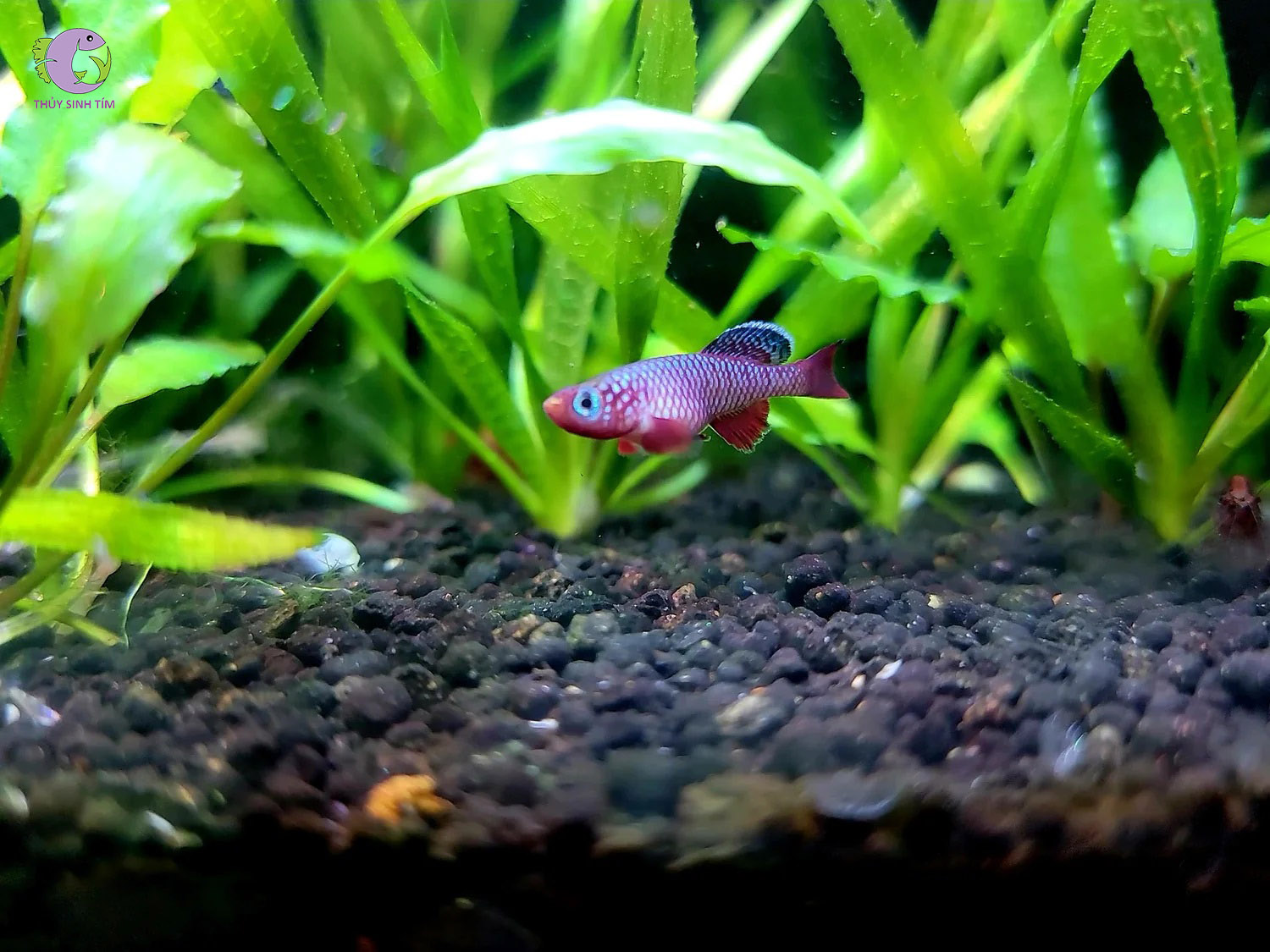 Cá Killi Rubripinnis-1