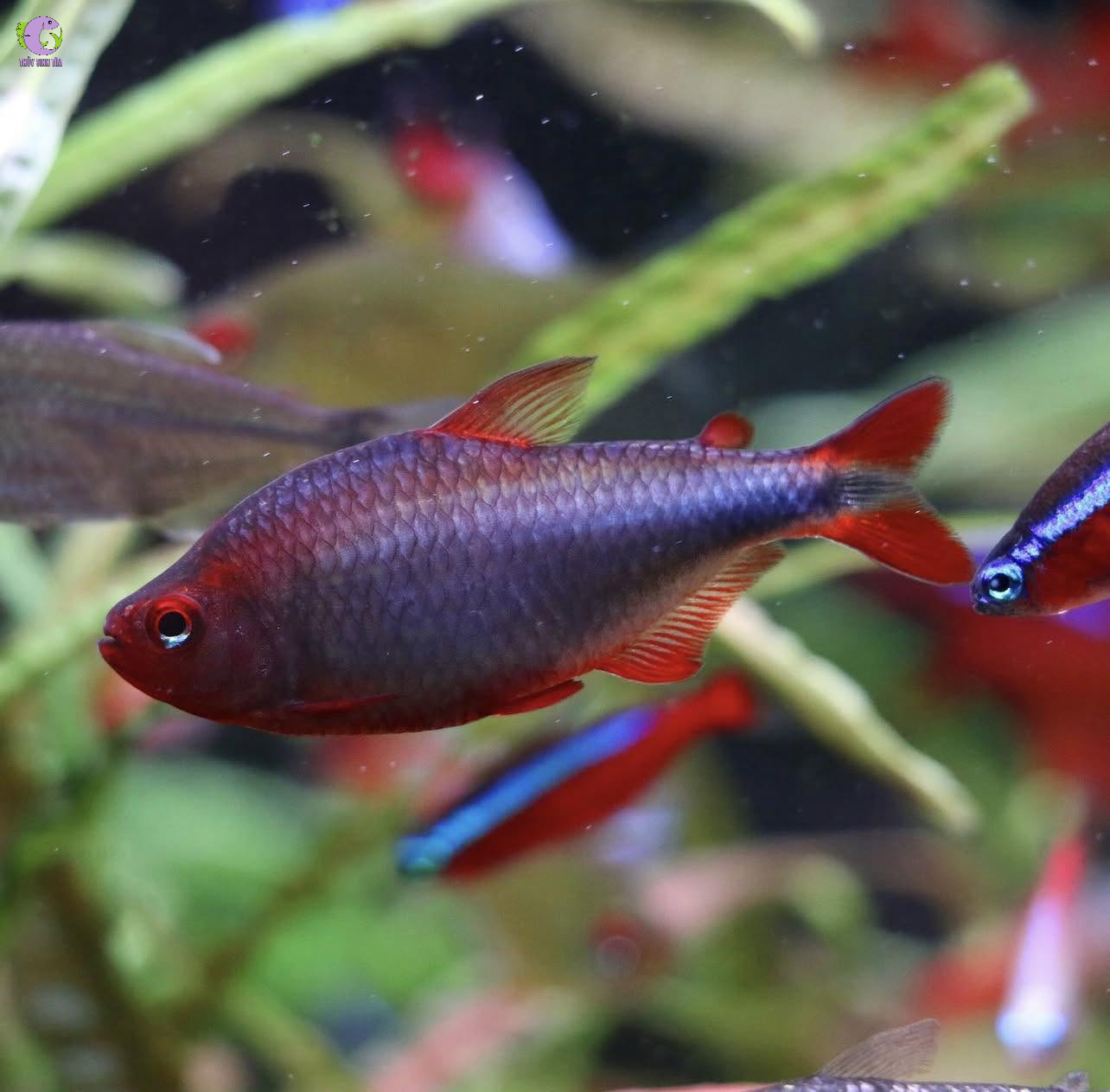 cá wadai tetra 1