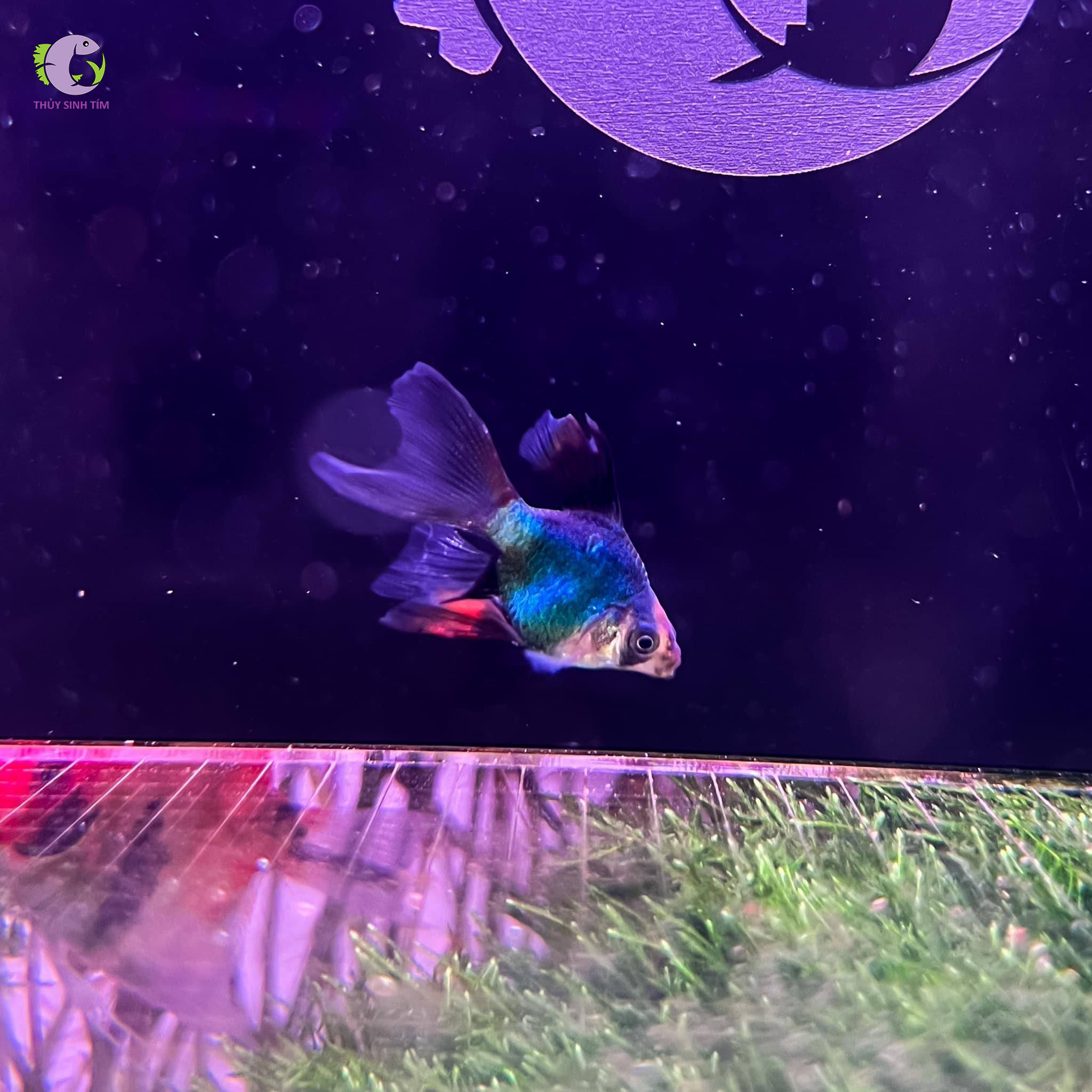Cá Xecan Short Longfin-1