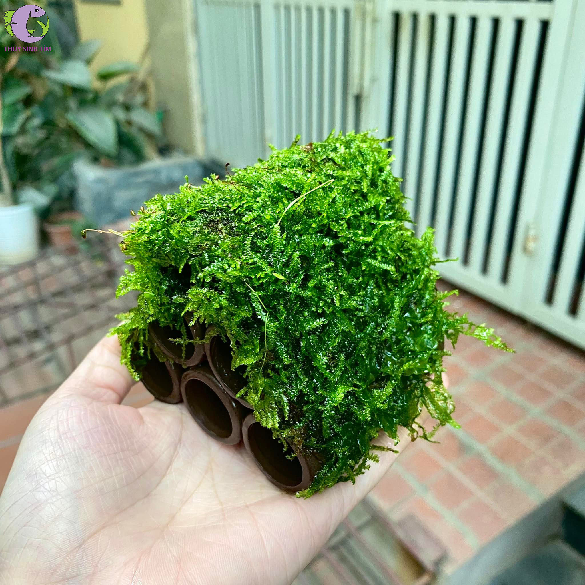 Bộ 6 ống gắn Rêu | Thủy Sinh Tím