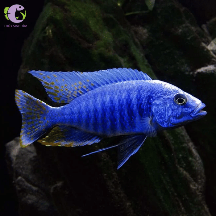 Cá Ali Electric Blue-1