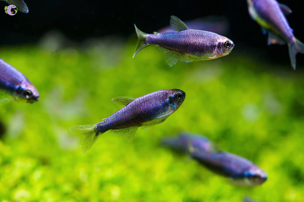 Cá Kerri Blue Tetra - 1