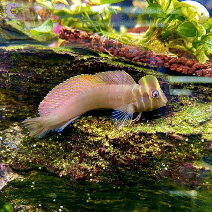 blenny-top-hat-01