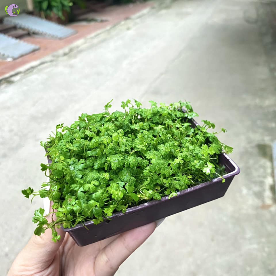rau-ma-huong-1