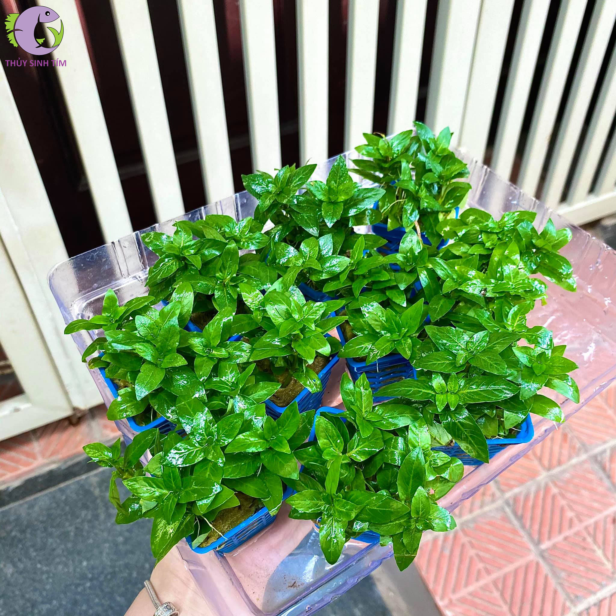 Cây Rau Thơm - Rọ Xanh | Thủy Sinh Tím