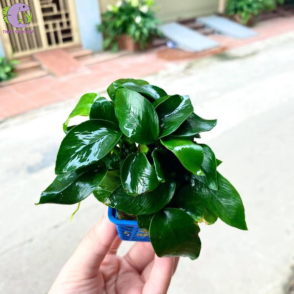 Cây Ráy Hoa (Ráy Con) | Thủy Sinh Tím