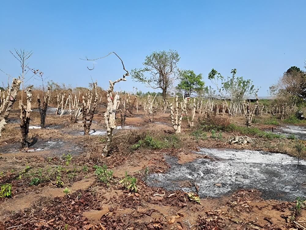 Người dân phá bỏ cây cà phê để trồng cây khác có giá trị kinh tế cao hơn