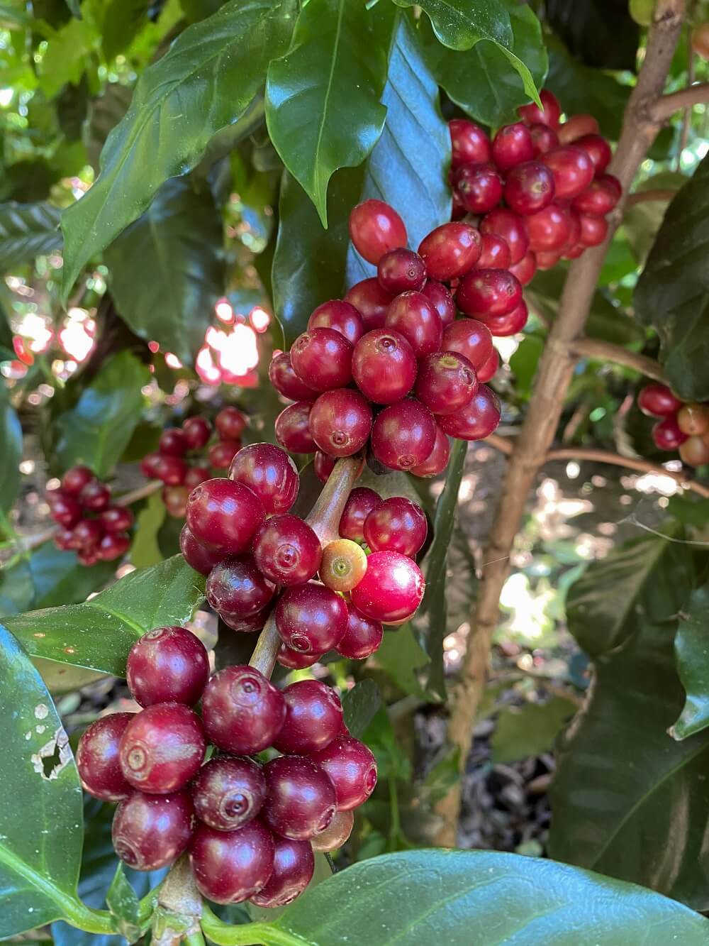 Những trái cà phê tại cao nguyên Lâm Đồng chín mọng