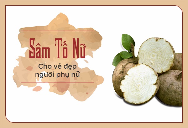 Sâm tố nữ có công dụng gì chuyên biệt? Bí quyết để dùng sâm tố nữ hiệu quả nhất