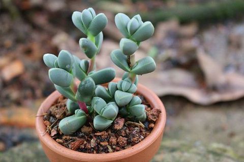 Người phụ nữ trồng sen đá hình bản đồ Việt Nam ở trời Tây