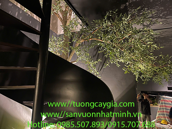 Thi công lắp đặt cây ô liu đại thụ tại khu giếng trời - Tp HCM