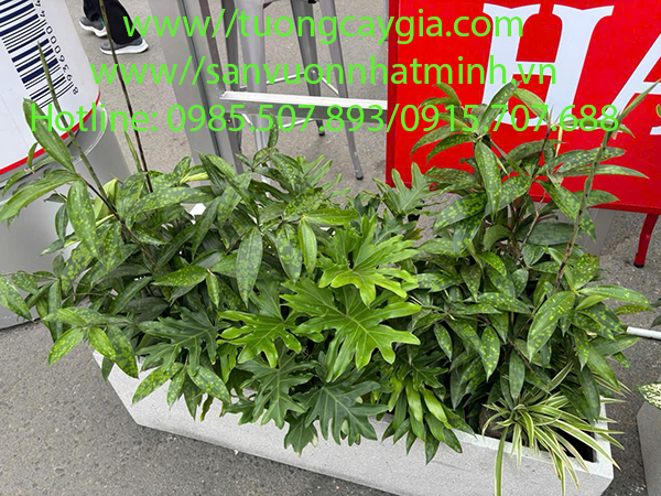 Cho thuê chậu cây sự kiện giá tốt nhất thị trường