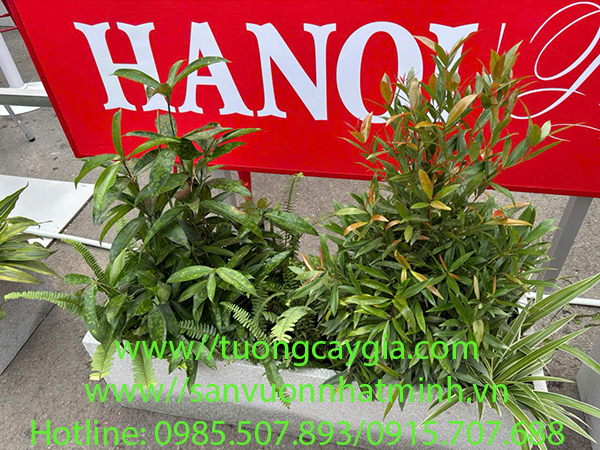 Cho thuê chậu cây sự kiện giá tốt nhất thị trường
