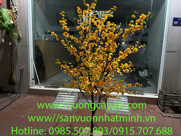 Mai vàng đón Tết - uy tín, chất lượng, giá tốt nhất thị trường