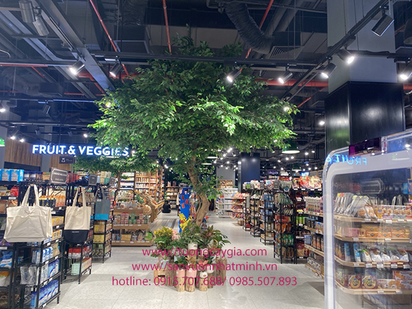 Thi công cây si xanh tại siêu thị Vinhomes Smart City