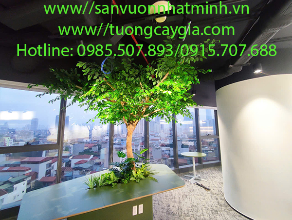 Decor không gian văn phòng bằng cây si xanh tại 265 Cầu Giấy - Hà Nội