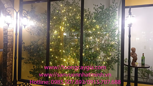 Lắp đặt cây si xanh khu giếng trời nhà hàng tại quận Tân Bình - Tp Hồ Chí Minh