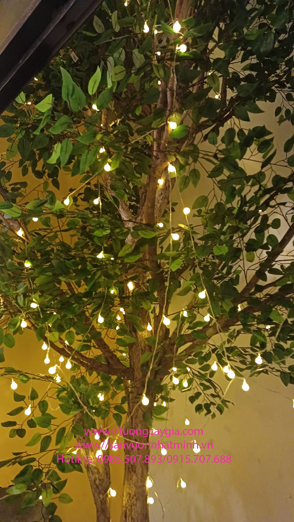 Lắp đặt cây si xanh khu giếng trời nhà hàng tại quận Tân Bình - Tp Hồ Chí Minh