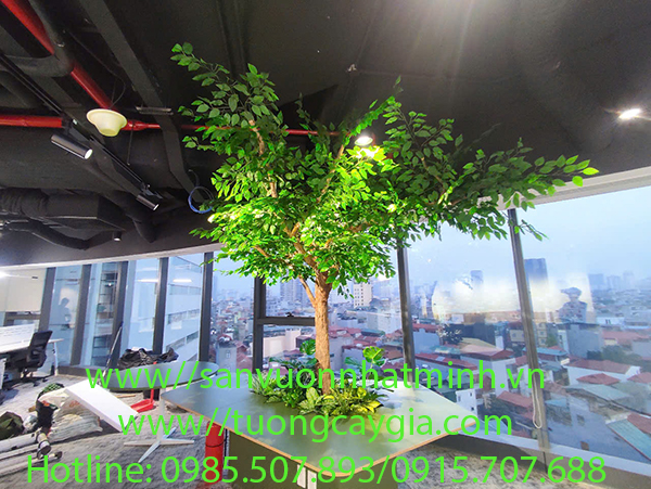 Decor không gian văn phòng bằng cây si xanh tại 265 Cầu Giấy - Hà Nội
