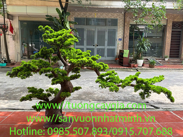 Thi công, lắp đặt cây Tùng la hán nhân tạo cho nhà hàng tại Thanh Hóa