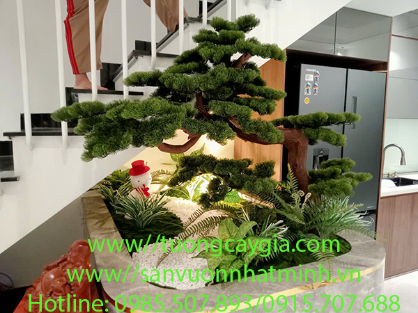 Cây tùng la hán dáng bon sai cho nhà phố - Hà Nội