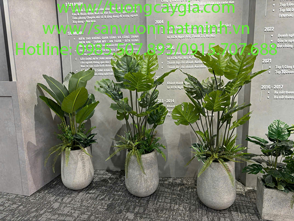Bán và cho thuê chậu cây trầu bà nhân tạo tại Hà Nội