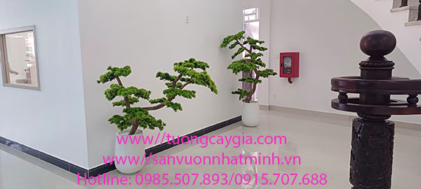 Lắp đặt chậu cây tùng dáng bon sai tại Bệnh viện răng hàm mặt Tp Bến Tre, tỉnh Bến Tre