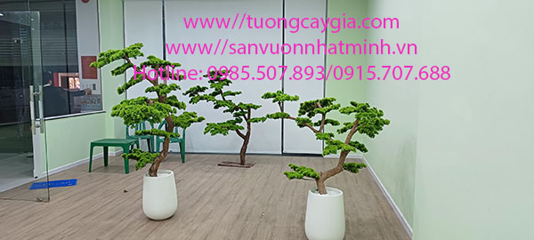 Lắp đặt chậu cây tùng dáng bon sai tại Bệnh viện răng hàm mặt Tp Bến Tre, tỉnh Bến Tre