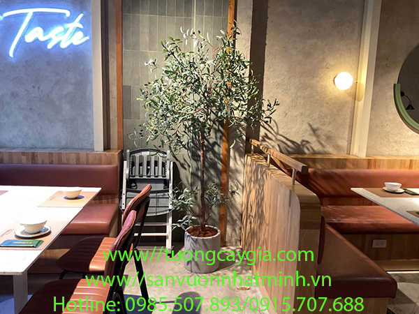 Chậu cây Ô liu decor cho nhà hàng, khách sạn, nhà ở, văn phòng - nâng tầm không gian sống