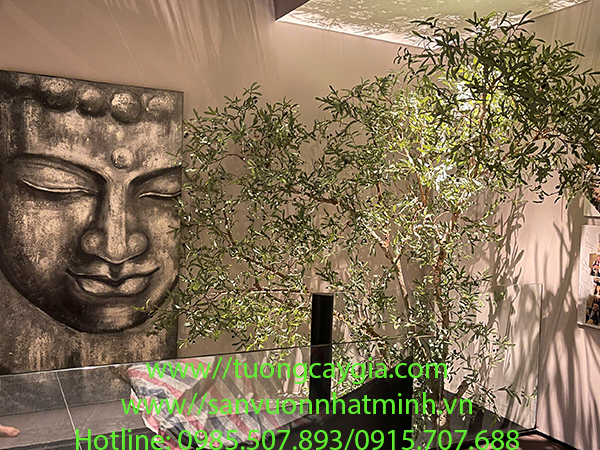 Thi công lắp đặt cây ô liu đại thụ tại khu giếng trời - Tp HCM
