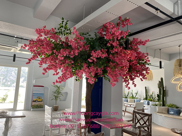Thi công cây hoa giấy tại showroom Eurotile Quảng Ninh