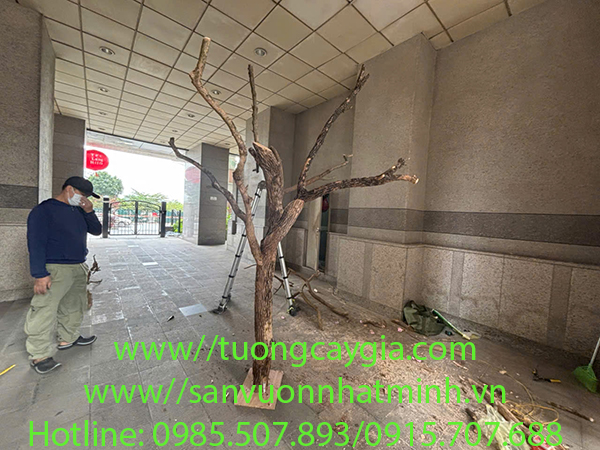 Bán thân cây khô đã qua xử lý mối mọt