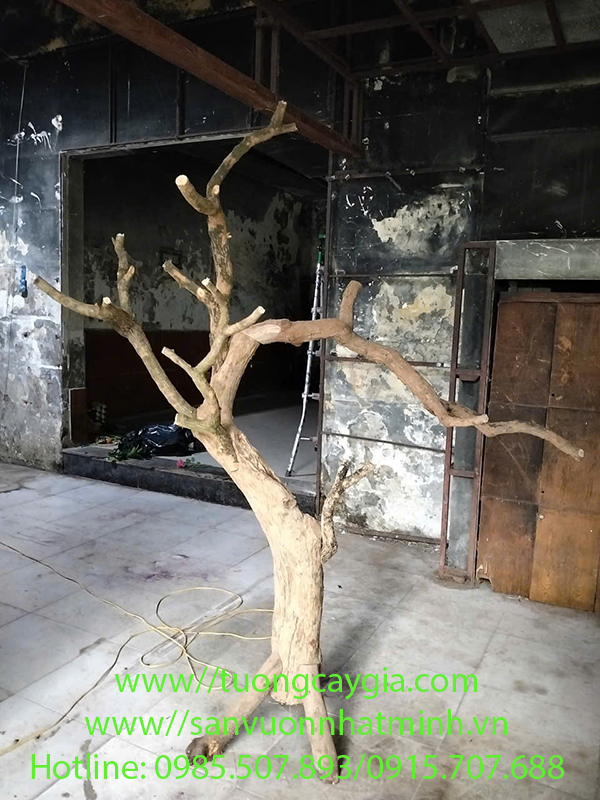 Bán thân cây khô đã qua xử lý mối mọt