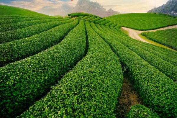 Đặt mua chè Thái Nguyên tại Cheminhdeng