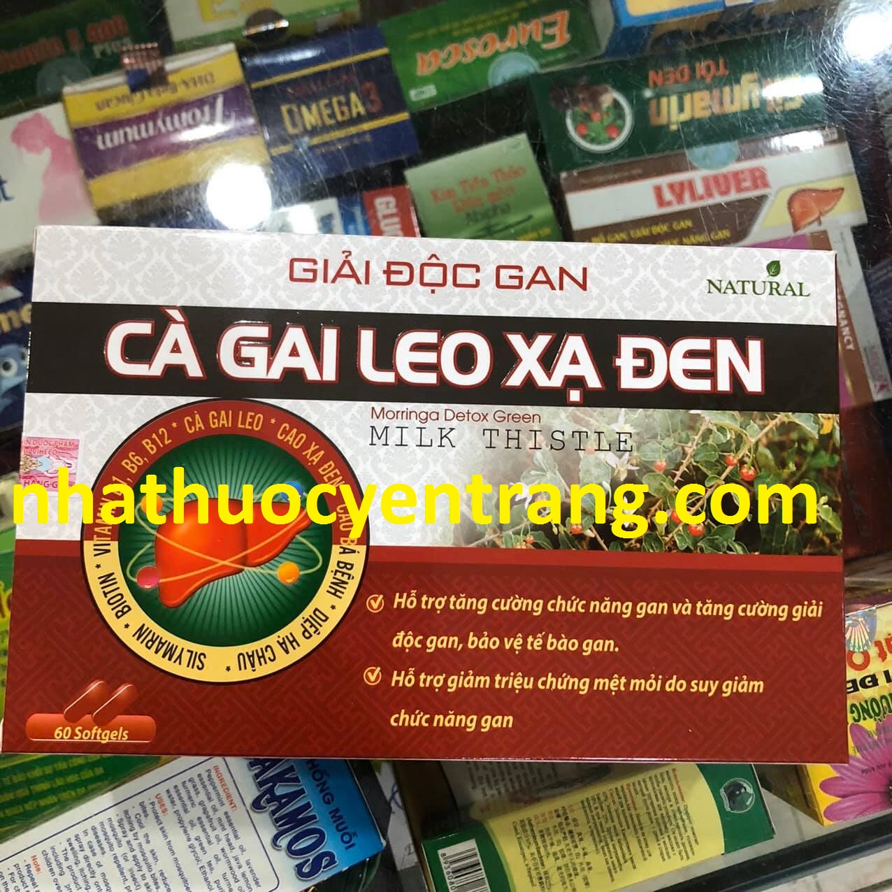 Cà gai leo xạ đen