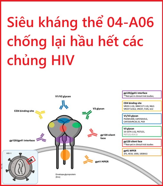 Siêu kháng thể 04-A06 chống lại hầu hết các chủng HIV