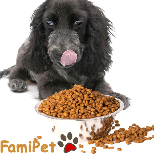 Chăm sóc chó con phần 3 (Tập cho chó ăn thức ăn khô)