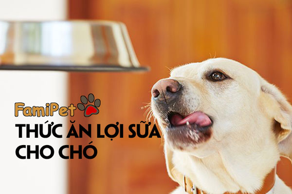 Top 5 loại thức ăn lợi sữa cho chó bạn có thể chưa biết