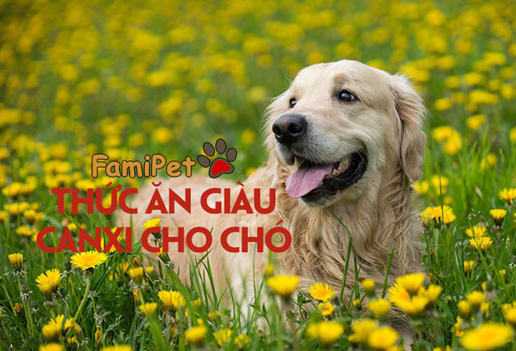 Lựa chọn thức ăn giàu canxi cho chó cực đơn giản!