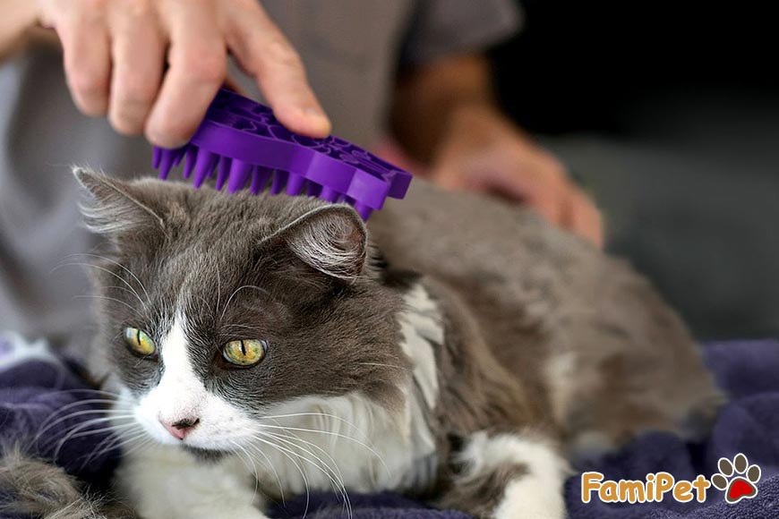 Bệnh búi lông ở mèo. Cách trị các búi lông ở ruột mèo hiệu quả