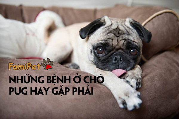 Bệnh ở chó Pug gây tử vong nhanh nhất chính là...