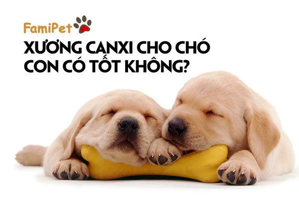 Bí kíp mua xương canxi cho chó con mới được tiết lộ!