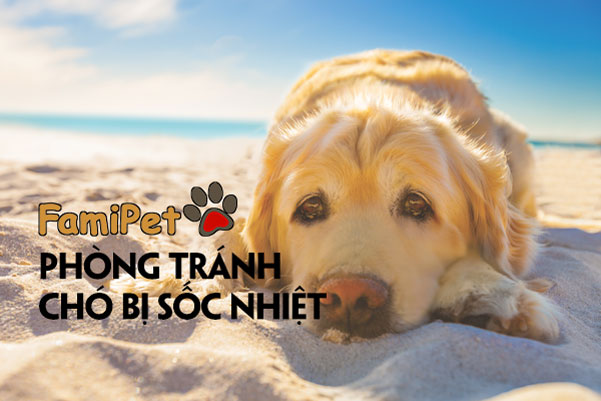 Bí kíp phòng tránh chó bị sốc nhiệt vào ngày hè oi ả!