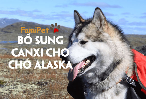 Bổ sung canxi cho chó Alaska giúp các bé phát triển toàn diện