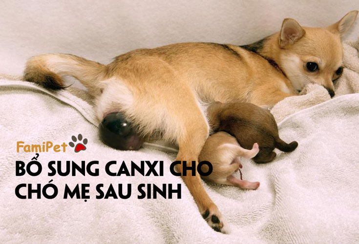 Bổ sung canxi cho chó mẹ sau sinh không khó như bạn nghĩ