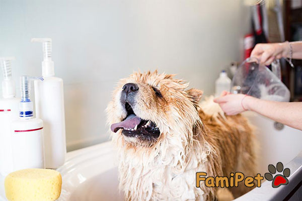 Các loại sữa tắm cho chó đang có mặt trên thị trường