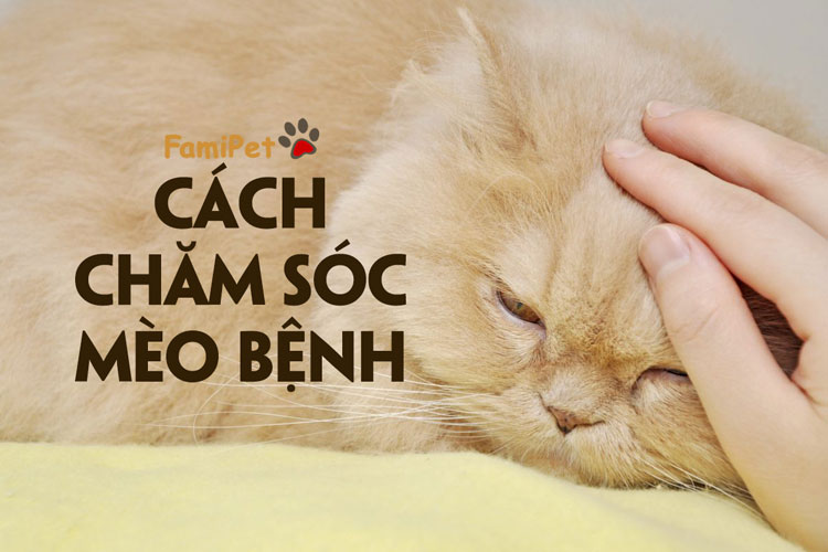 Cách chăm sóc mèo bệnh giúp các bé mau lành